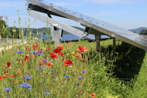 Module und artenreiche Blumenwiese (Bildquelle solarcomplex)