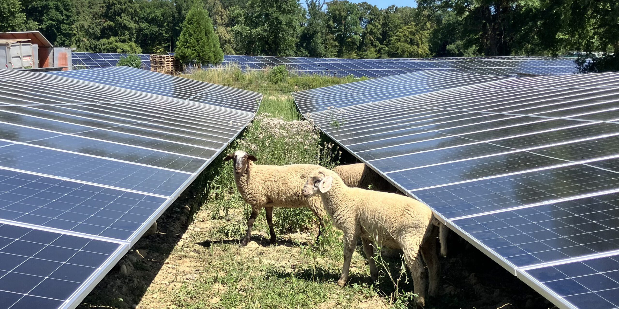 Beweidung im Solarpark Katzental