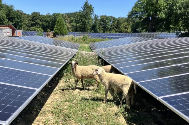 Beweidung im Solarpark Katzental Beweidung im Solarpark Katzental