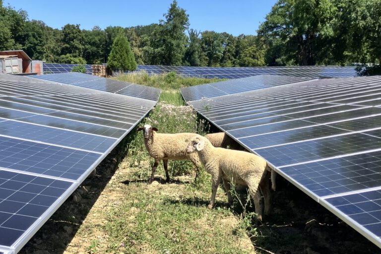 Beweidung im Solarpark Katzental